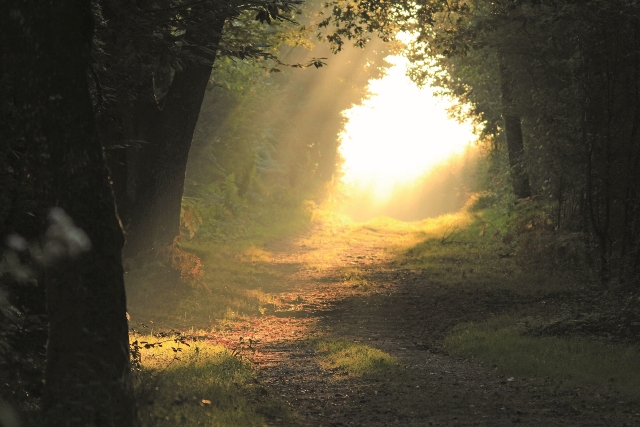 Catégorie « Paysages locaux »