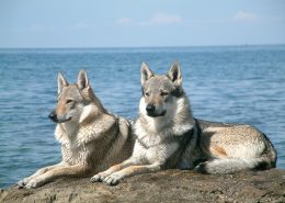 1200px-czechoslovakian_wolfdog_pair