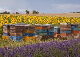 La FNC a été en première ligne au côté des apiculteurs pour obtenir l’interdiction dès cette année des néonicotinoïdes tueurs
d’abeilles.