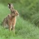 Beautiful Norfolk wild hare sat on grass