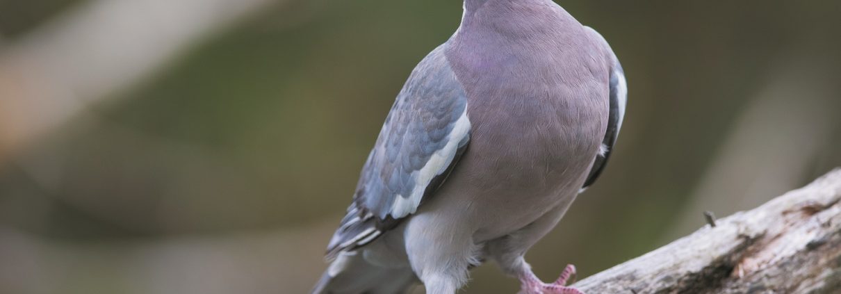 Au niveau régional, le pigeon ramier ou palombe dans le Sud-Ouest est l’espèce la plus régulièrement recherchée.