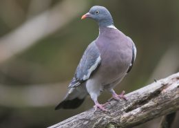 Au niveau régional, le pigeon ramier ou palombe dans le Sud-Ouest est l’espèce la plus régulièrement recherchée.