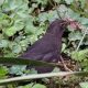 blackbird-turdus-merula-true-bird-species-thrushes-turdidae-europe-widely-used