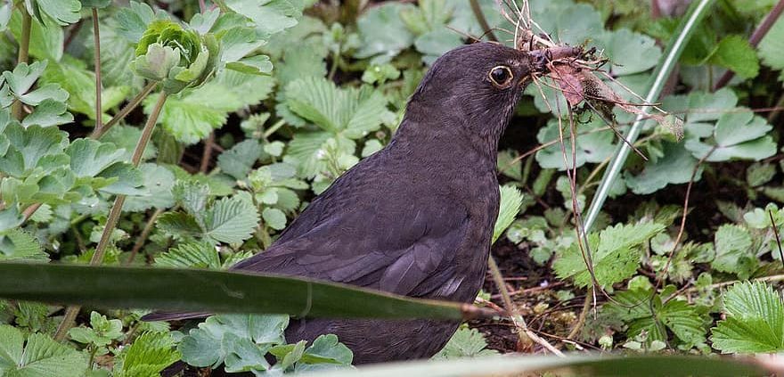 blackbird-turdus-merula-true-bird-species-thrushes-turdidae-europe-widely-used