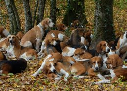 Les chiens de chasse à courre n'avaient strictement rien à voir dans la terrible tragédie. (Photo : Fotolia)