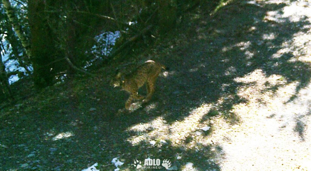 Le lynx évoluait à 1 750 mètres d’altitude. (© ADLO PIRINEO)